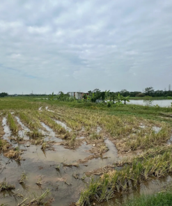 Hiện trạng khu đất sẽ triển khai xây dựng cụm công nghiệp làng nghề Hòa Bình giai đoạn 1
